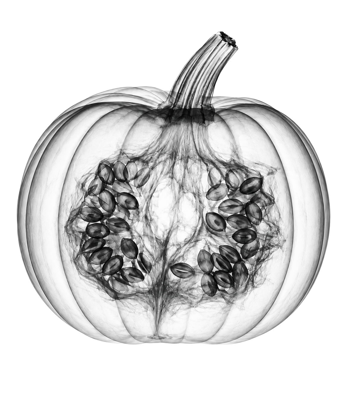 X-ray study of pumpkin seeds