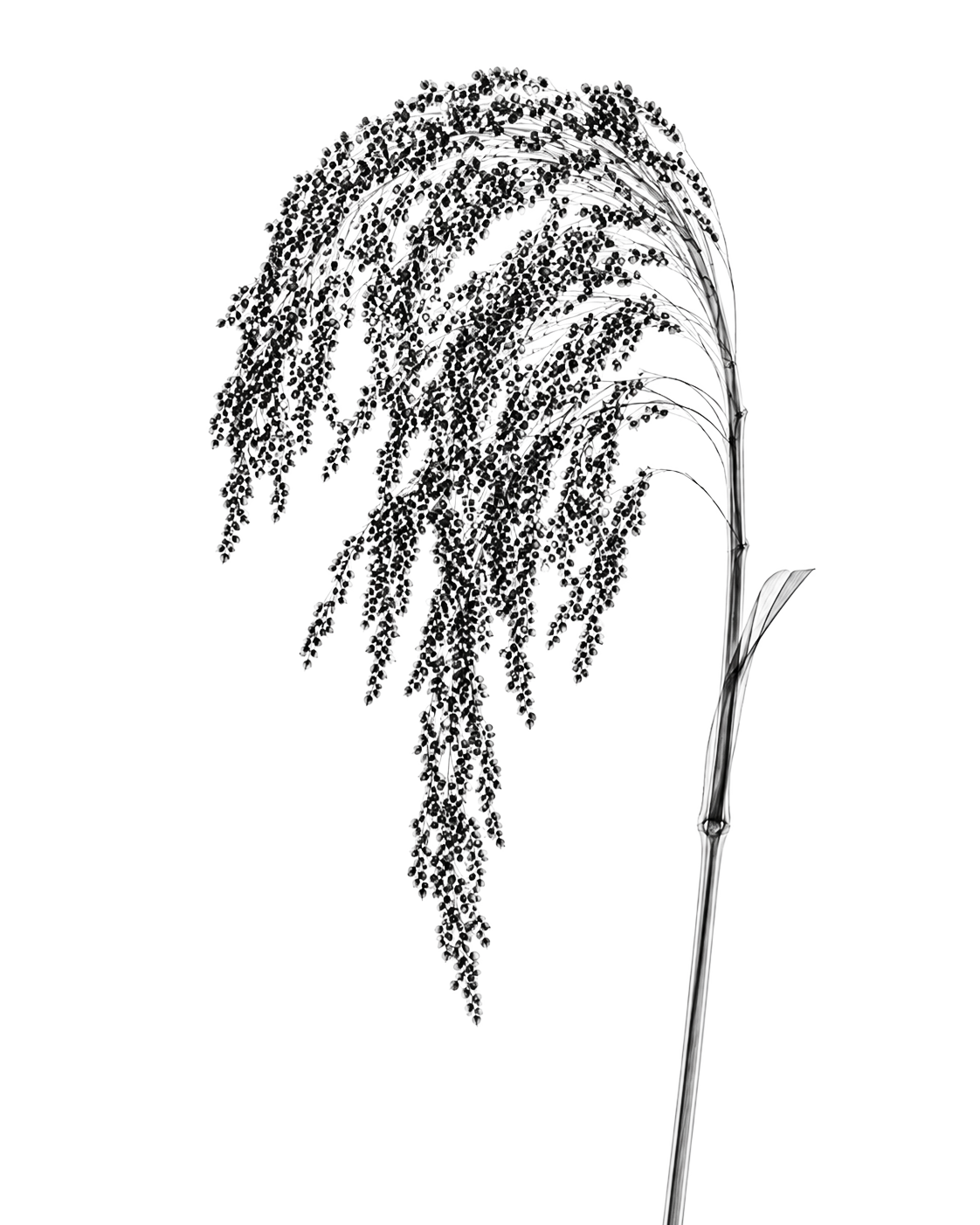 X-ray study of millet
