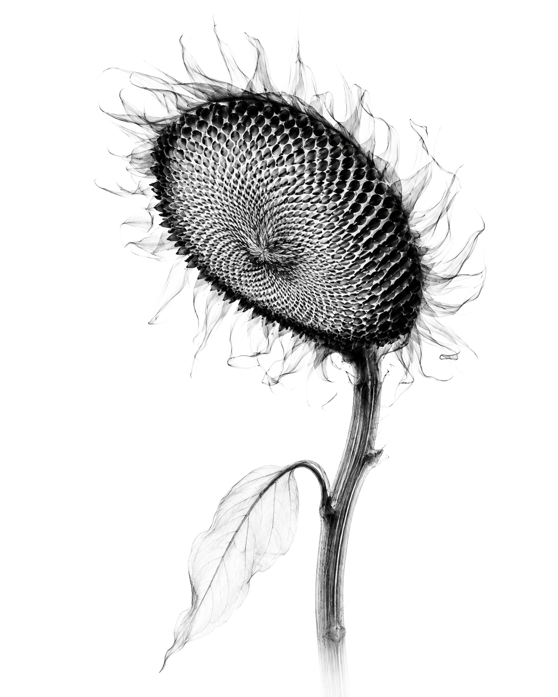 X-ray study of sunflower seeds
