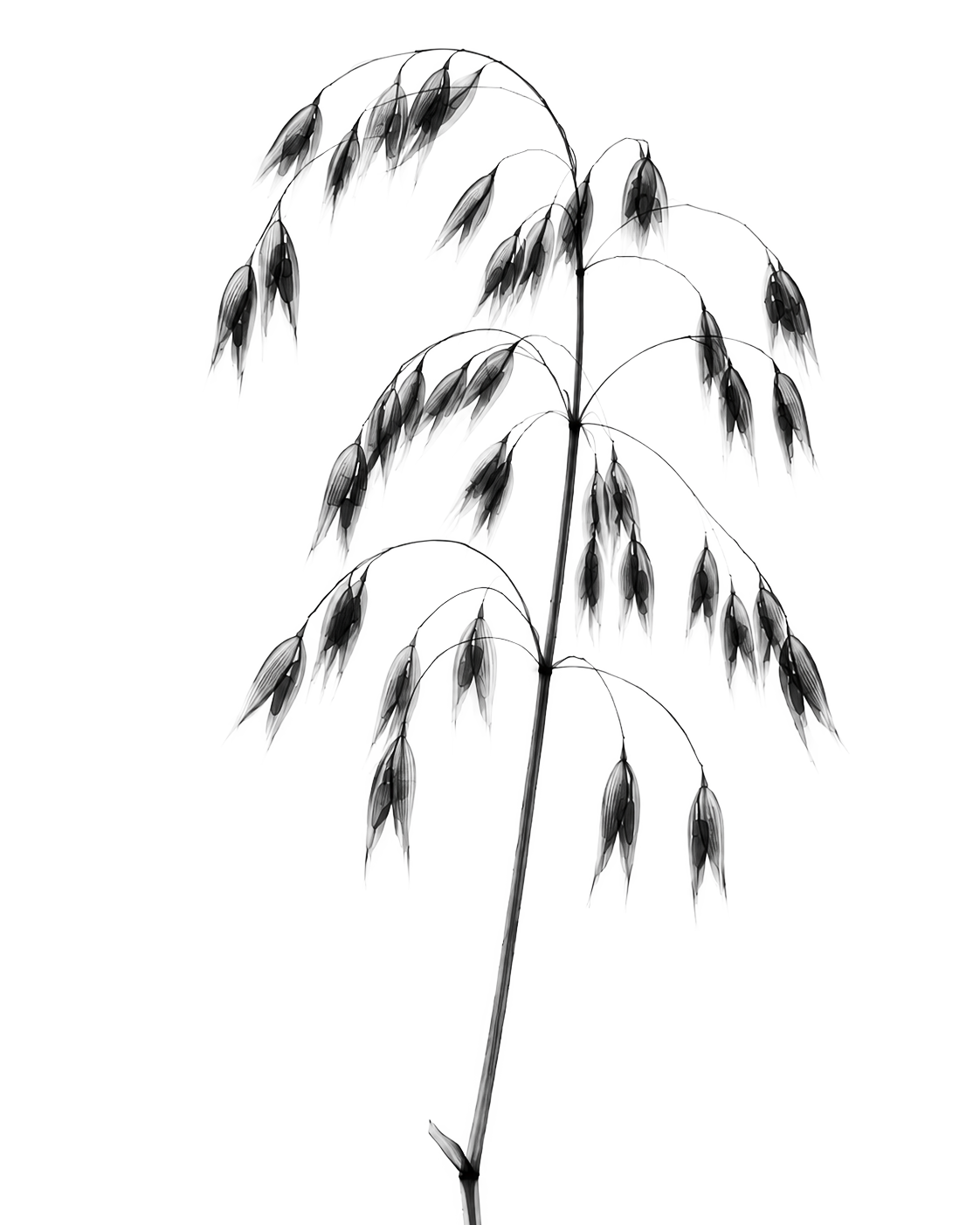 X-ray study of oats