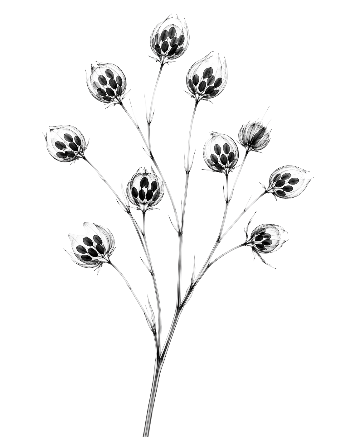 X-ray study of flaxseed